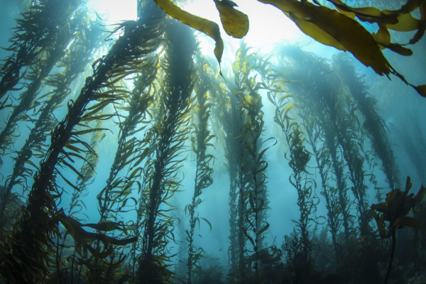 kelp in ocean