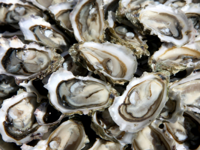 offshore oysters